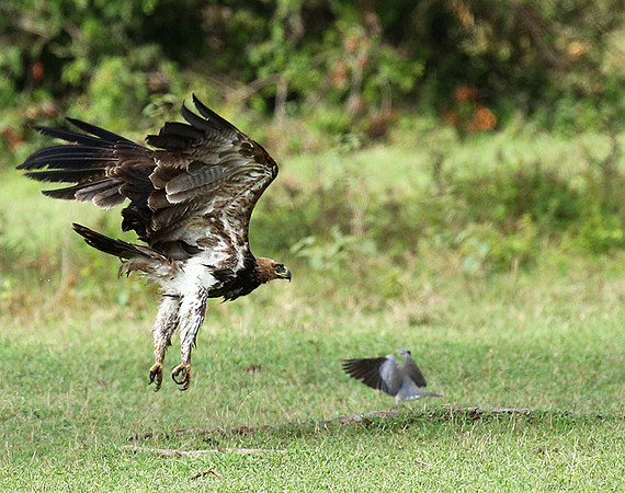 Steppe eagle - Laikipia