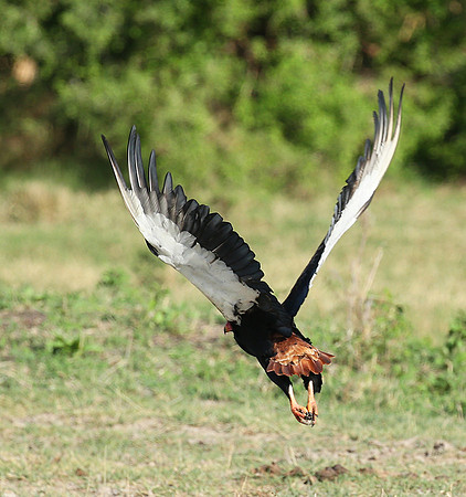 Bateleur - Meru NP