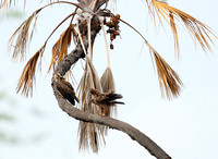 Tawny eagle - Meru NP
