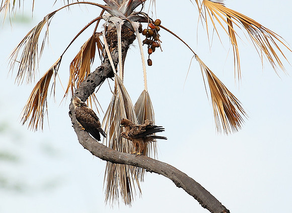 Tawny eagle - Meru NP