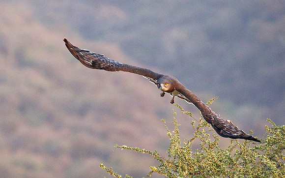 Black-chested snake eagle (South Rift Valley)