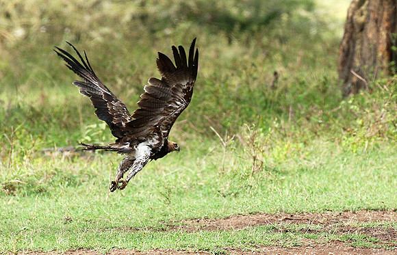 Steppe eagle - Laikipia