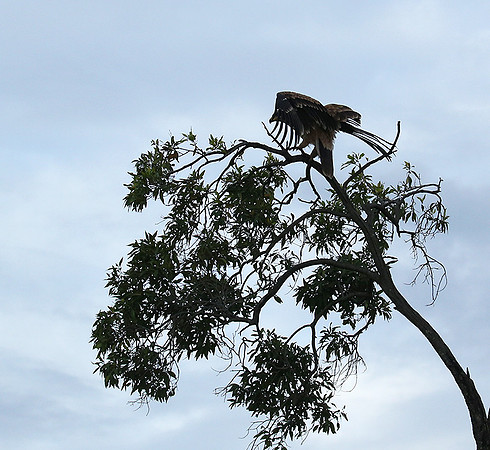 Tawny eagle - Masaï Mara