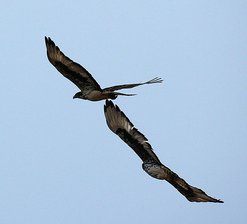African hawk eagle - Meru NP