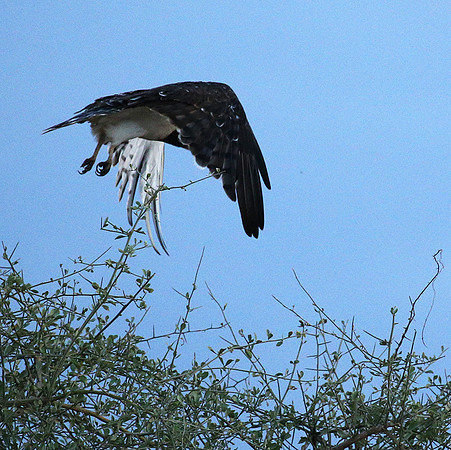 Black-chested snake eagle - Meru NP