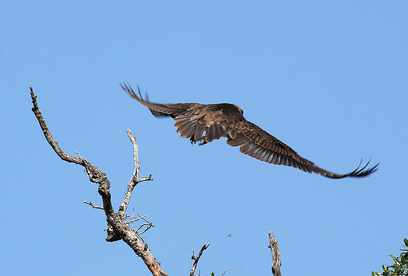 Tawny eagle - Masaï mara