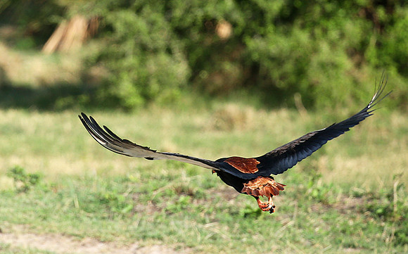 Bateleur - Meru NP
