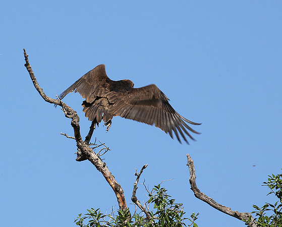 Tawny eagle - Masaï mara