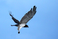 Black-chested snake eagle - Meru NP