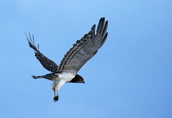 Black-chested snake eagle - Meru NP