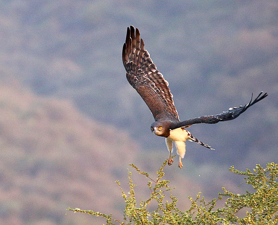 Black-chested snake eagle (South Rift Valley)