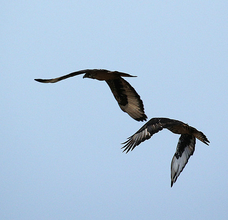 African hawk eagle - Meru NP