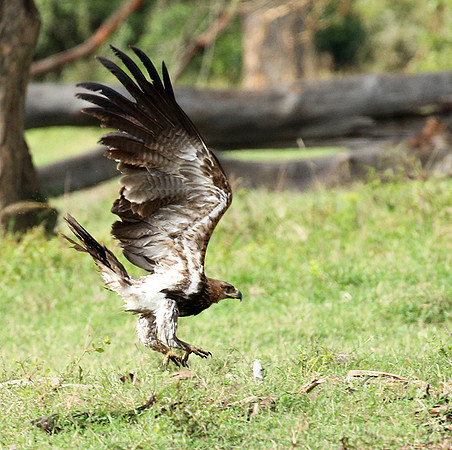 Steppe eagle - Laikipia