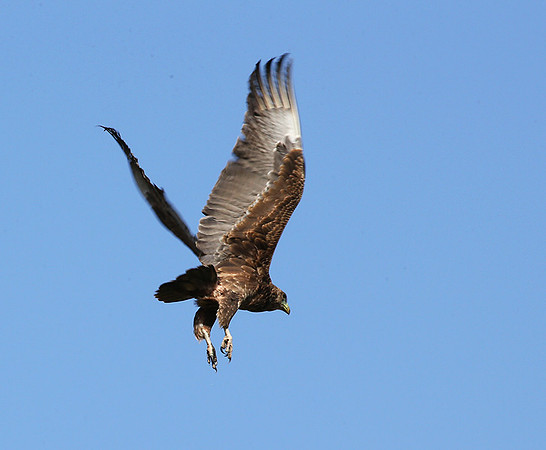 Tawny eagle - Masaï mara
