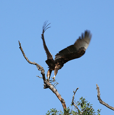 Tawny eagle - Masaï mara