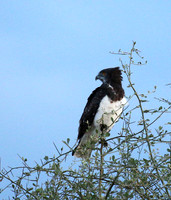 Black-chested snake eagle - Meru NP