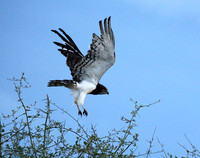 Black-chested snake eagle - Meru NP