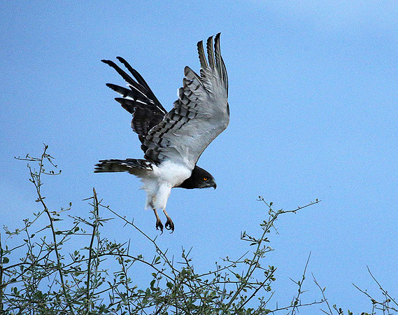 Black-chested snake eagle - Meru NP