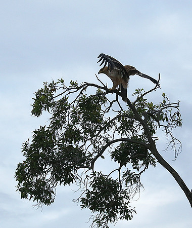 Tawny eagle - Masaï Mara