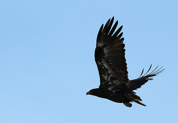 Tawny eagle - Masaï Mara