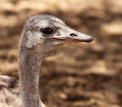 Ostrich at Bandia