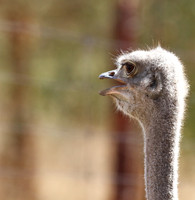 Ostrich
