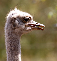 Ostrich at Bandia