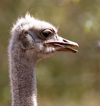 Ostrich at Bandia