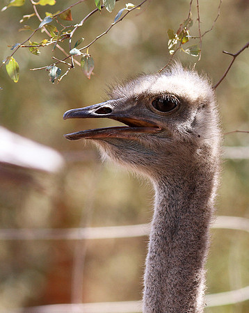 Ostrich at Bandia