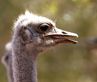 Ostrich at Bandia