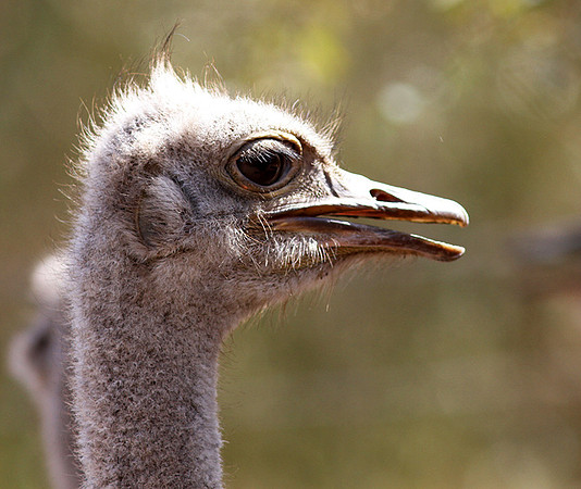 Ostrich at Bandia