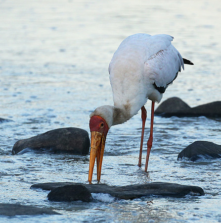 Yellow-billed stork - Masaï Mara