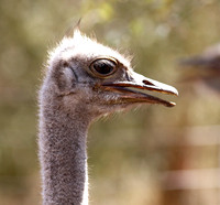 Ostrich at Bandia