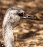 Ostrich at Bandia