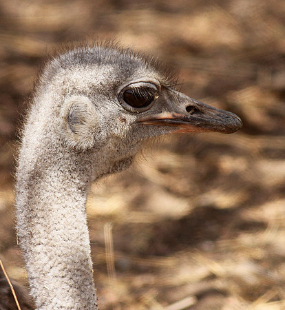 Ostrich at Bandia