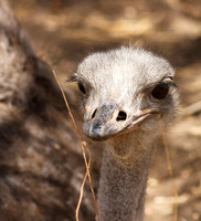 Ostrich at Bandia
