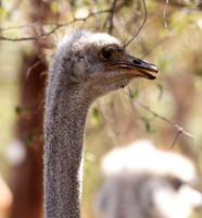 Ostrich at Bandia