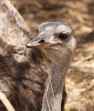 Ostrich at Bandia