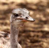 Ostrich at Bandia
