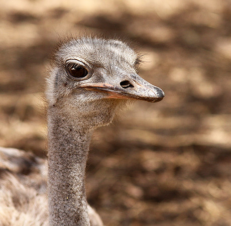 Ostrich at Bandia