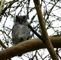 Verreaux's eagle owl - Laikipia