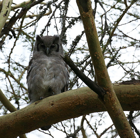 Verreaux's eagle owl - Laikipia