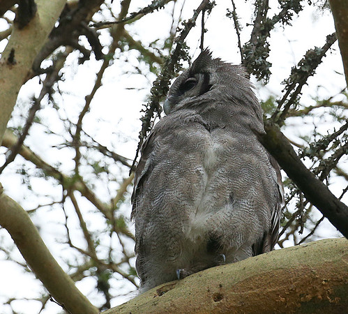 Verreaux's eagle owl - Laikipia