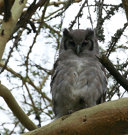 Verreaux's eagle owl - Laikipia