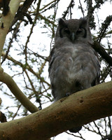 Verreaux's eagle owl - Laikipia