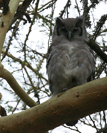 Verreaux's eagle owl - Laikipia