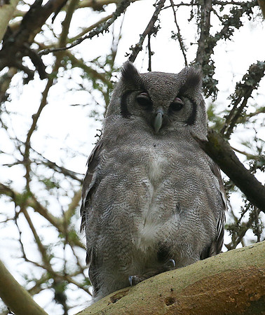 Verreaux's eagle owl - Laikipia