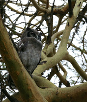 Verreaux's eagle owl - Laikipia
