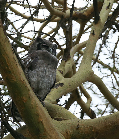 Verreaux's eagle owl - Laikipia