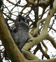 Verreaux's eagle owl - Laikipia